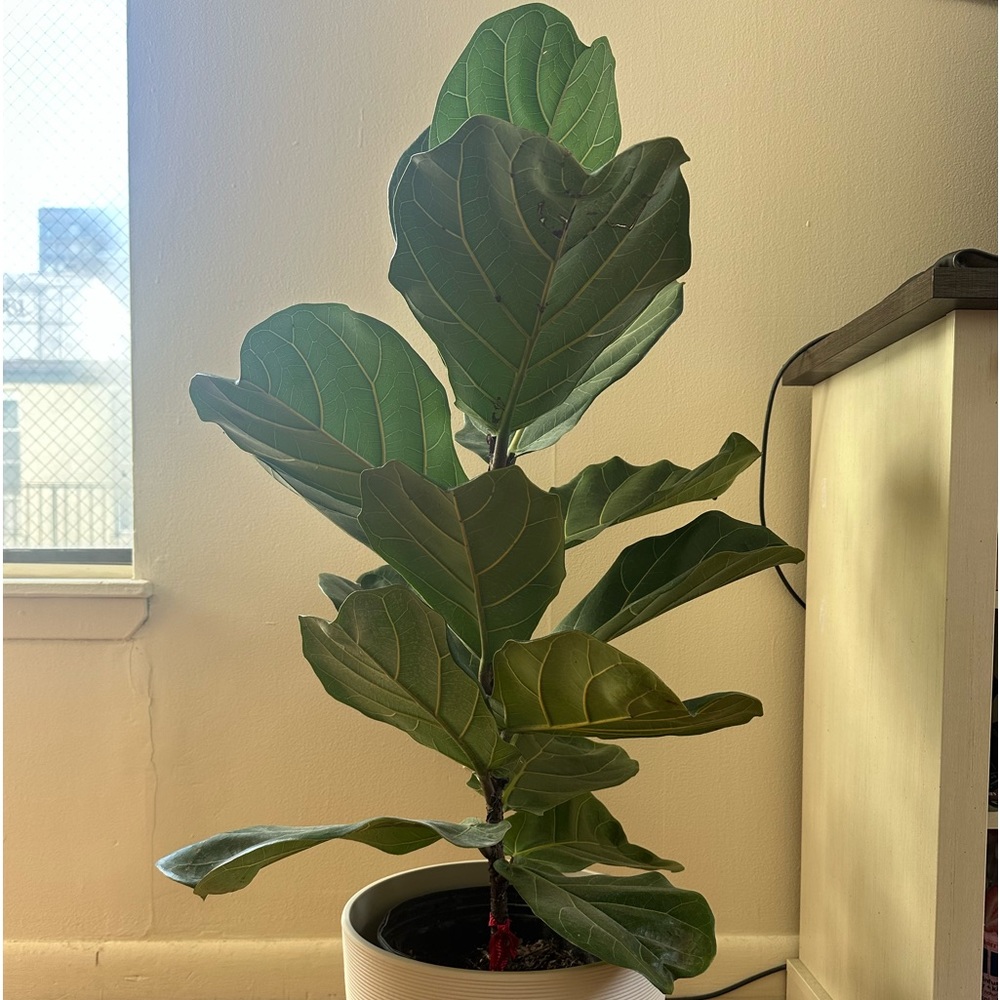 Meet your Posher, Cecilia